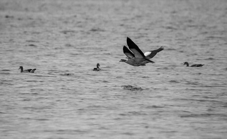 twee laagvliegde ganzen