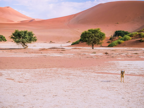 Een hongerige jakhals in Sossusvlei