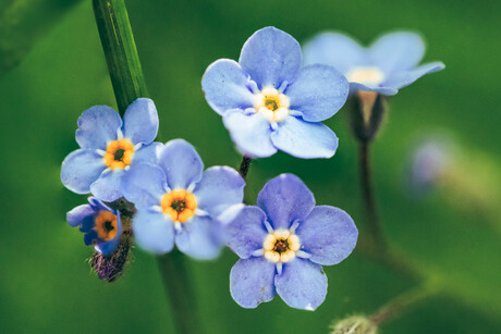 Whispers of Spring
