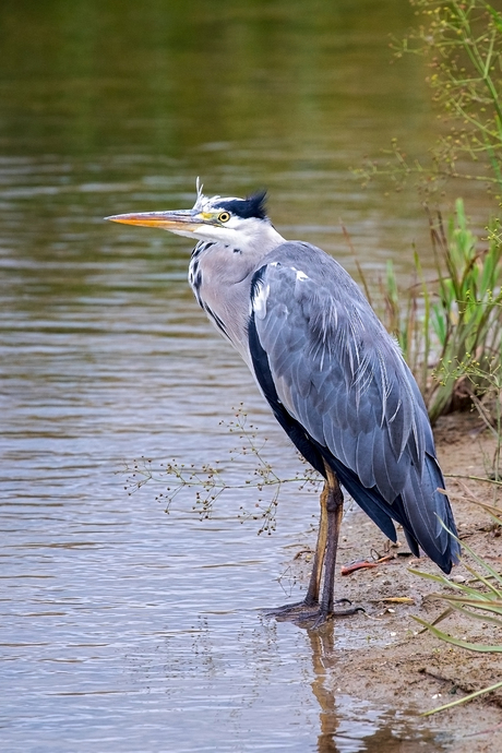 blauwe reiger