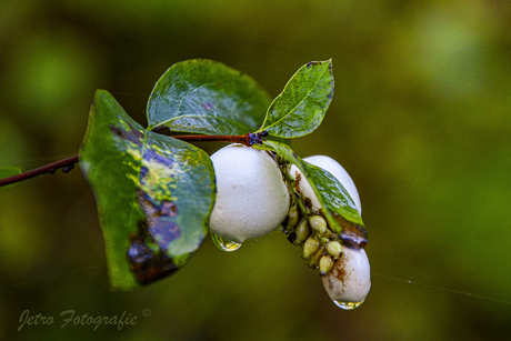 Herfst is onderweg....