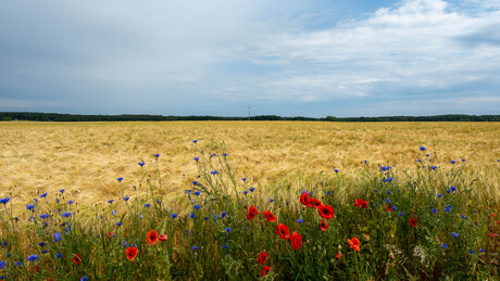 Korenveld met bloemenboeket