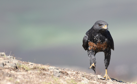 Jakhalsbuizerd 