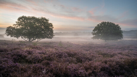 Laatste heide