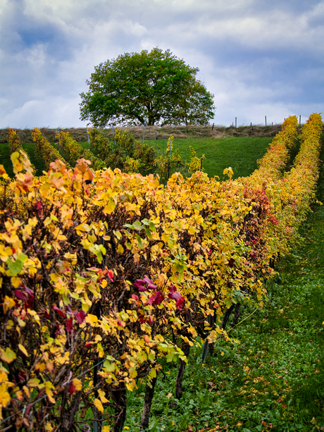 Herfst op wijnboerderij Apostelhoeve, Maastricht