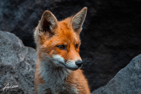 Mr. Fox 🦊