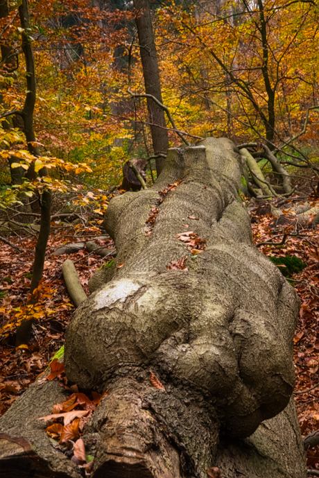 Dood hout in Prattenburg