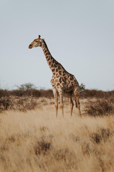 Kalahari Desert - Namibia 