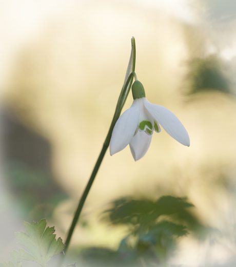 sneeuwklokje