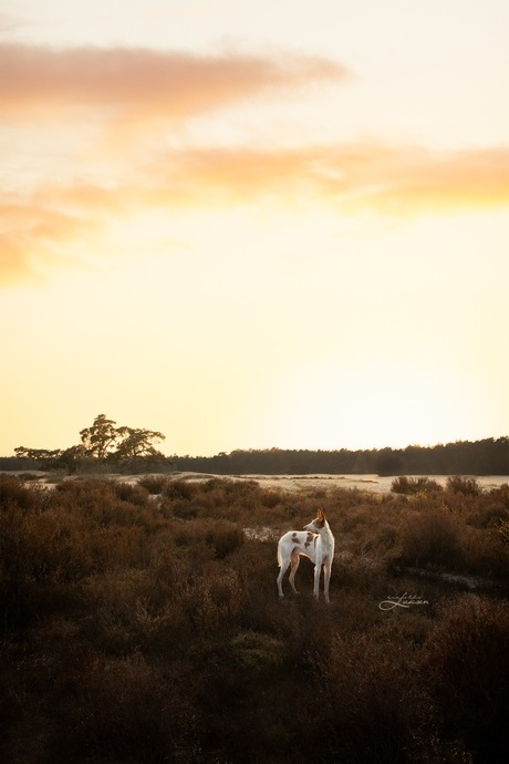 Zonsondergang in de Soesterduinen