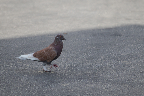 Silly walk (2)