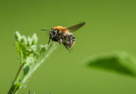 buzzy