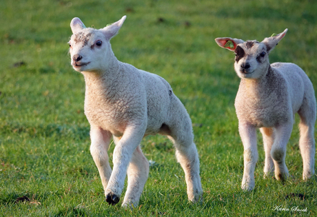 "Happy, happy, happy...