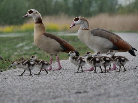 Familie Nijlgans