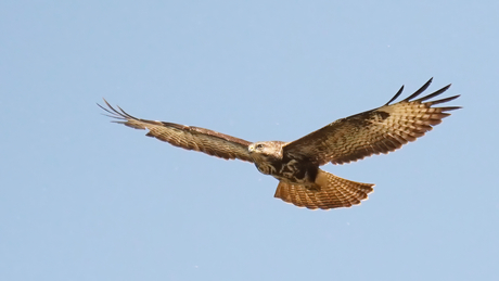 Buizerd.