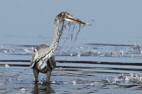 Reiger met versiering