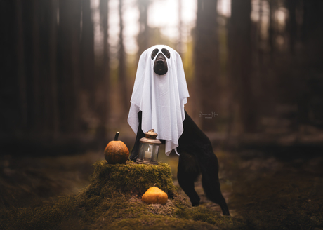 Ready for spooky season?