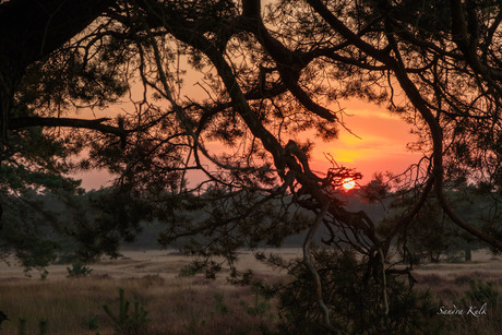 Zonsondergang op de Hoge Veluwe 