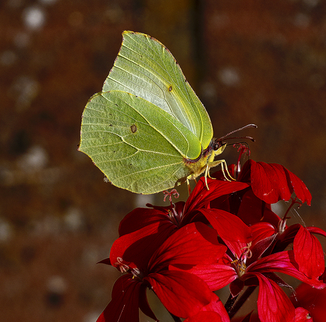 Citroeen vlinder