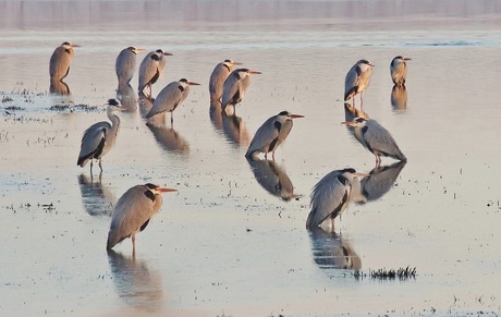 Kolonie reigers bij koud weer