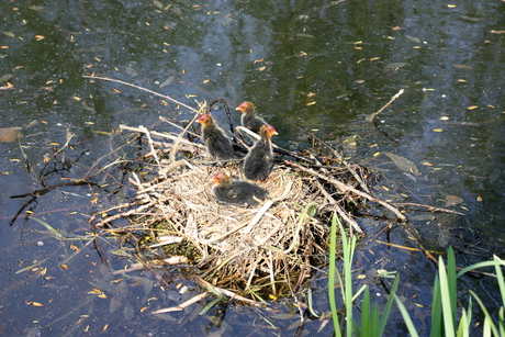 nest met 4 jonge waterkippies