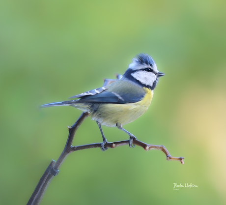 Tuin vogels