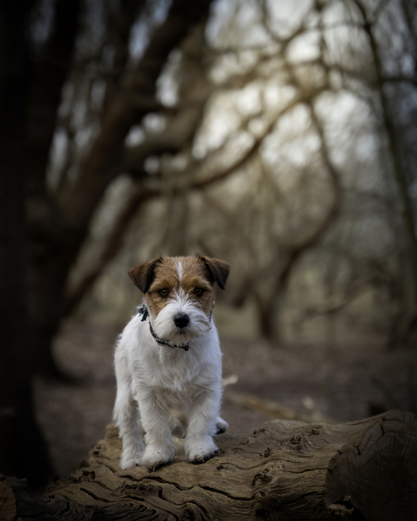 Vita de Jack Russell