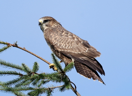 buizerd