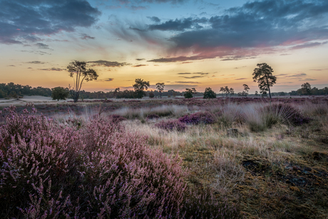Zonsopkomst bij de Drunense Duinen met heide
