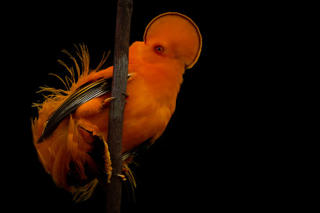 ORANJE ROTSHAAN