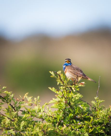Blauwborst zingt het hoogste lied