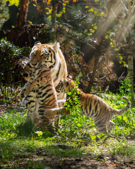 Moeder met drie kleintjes