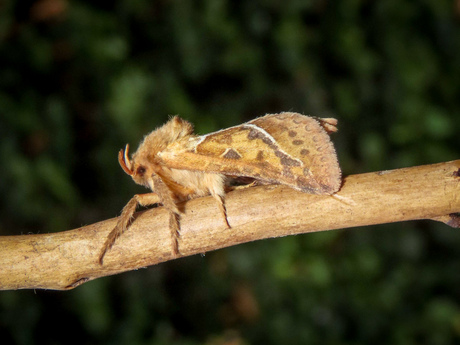 Oranje Wortelboorder 