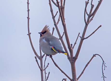 pestvogel