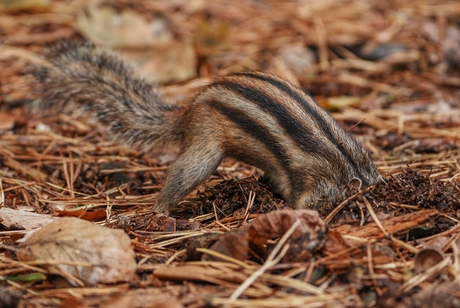 Wintervoorraad aanleggen (1)
