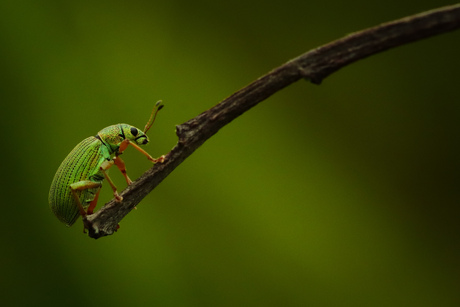 Groene bladsnuitkever 