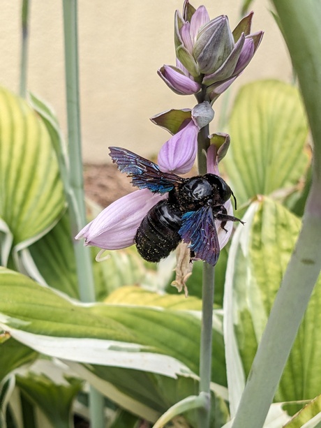 De Blauwzwarte houtbij