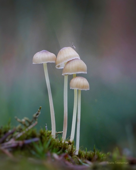 Graskleefsteelmycena