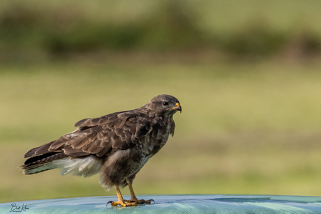 Buizerd op ingepakte hooibaal..