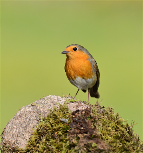 Robin