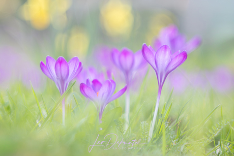 De Adem van de Lente