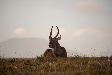 Waterbok