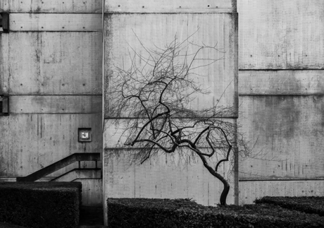 buigen voor de Bruut