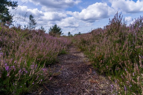 Een natuurmonument in beeld