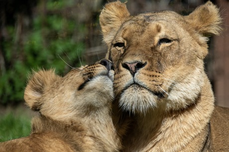 Leeuwin met jong
