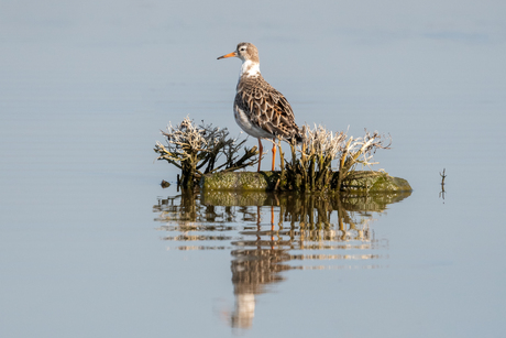 op een onbewoond eiland