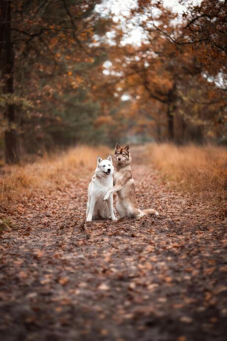 Twee honden op een bospad in de herfst