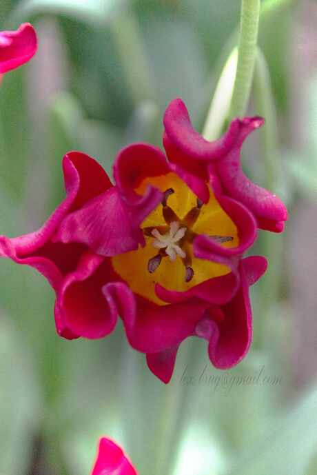 Flower Tulipa