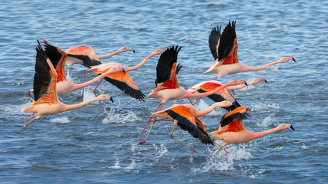 De flamingo's dansen over het Grevelingenmeer