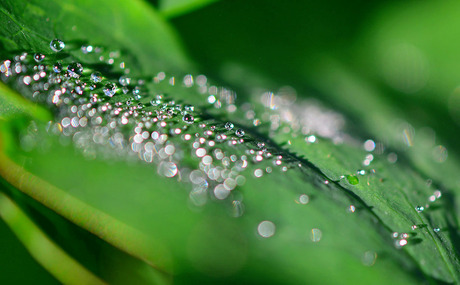 Dauwdruppels op een blad